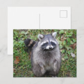 Woodland Schattigee wasbeer fotografie Briefkaart (Voorkant / Achterkant)