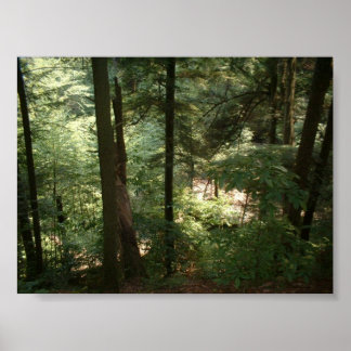 Woodland Serenity Poster