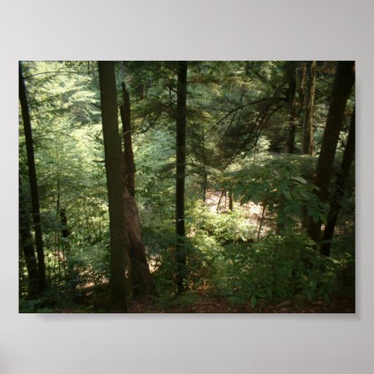 Woodland Serenity Poster (Voorkant)