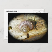 Woodland SnagelBriefkaart Briefkaart (Voorkant / Achterkant)