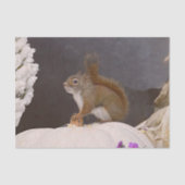 Woodland Squirrel op pompoen Tissuepapier (Voorkant)