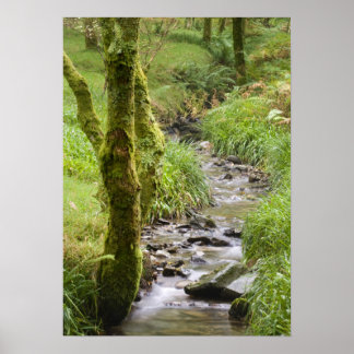 Woodland Stream in het Lake District Poster