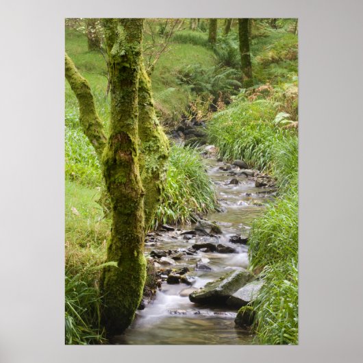 Woodland Stream in het Lake District Poster (Voorkant)