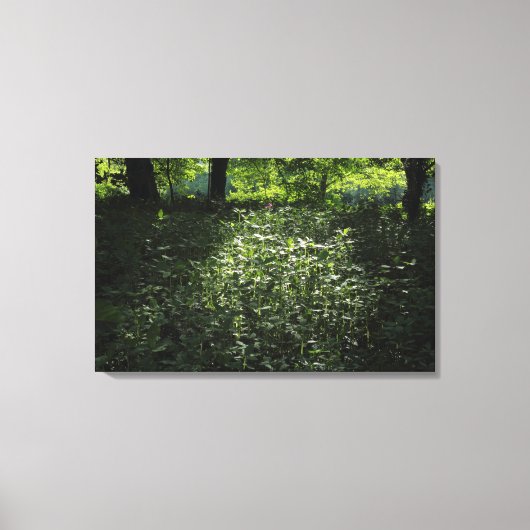 Woodland Sunlight 01 Canvas Afdruk (Voorkant)
