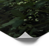 Woodland Sunlight 01 Poster (Hoek)