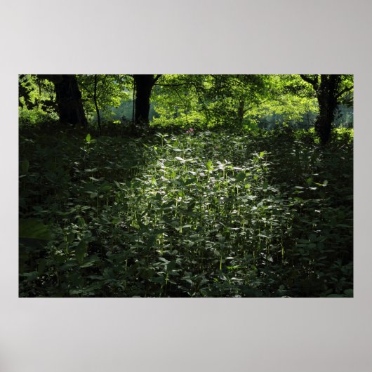 Woodland Sunlight 01 Poster (Voorkant)