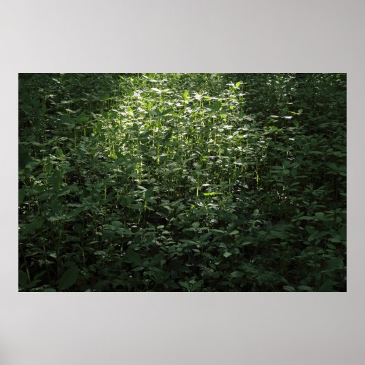Woodland Sunlight 02 Poster (Voorkant)