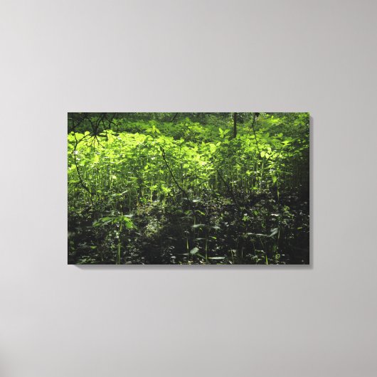 Woodland Sunlight 03 Canvas Afdruk (Voorkant)