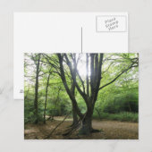 Woodland Sunshine Briefkaart (Voorkant / Achterkant)