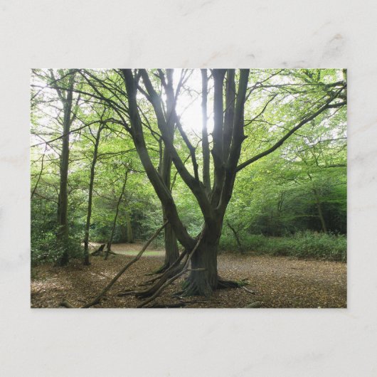 Woodland Sunshine Briefkaart (Voorkant)
