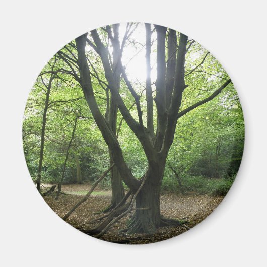 Woodland Sunshine Magnet (Voorkant)