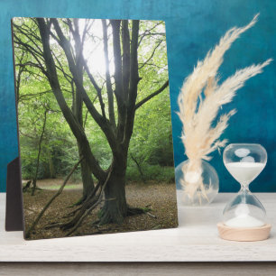 Woodland Sunshine Plaque Fotoplaat