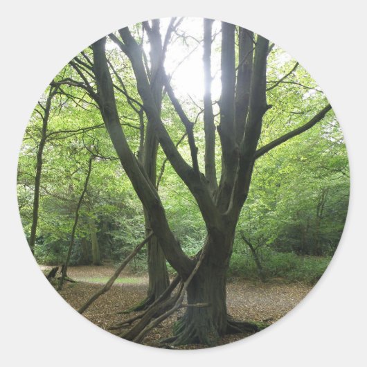 Woodland Sunshine Stickers (Voorkant)