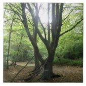 Woodland Sunshine Tile Tegeltje (Voorkant)