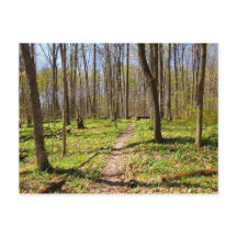 Woodland Trail in de vroege lente