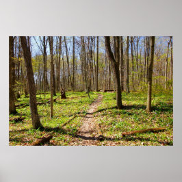 Woodland Trail in de vroege lente Poster