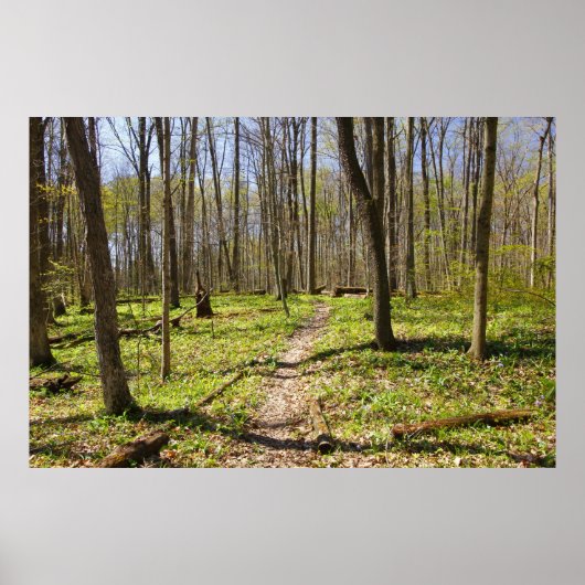 Woodland Trail in de vroege lente Poster (Voorkant)