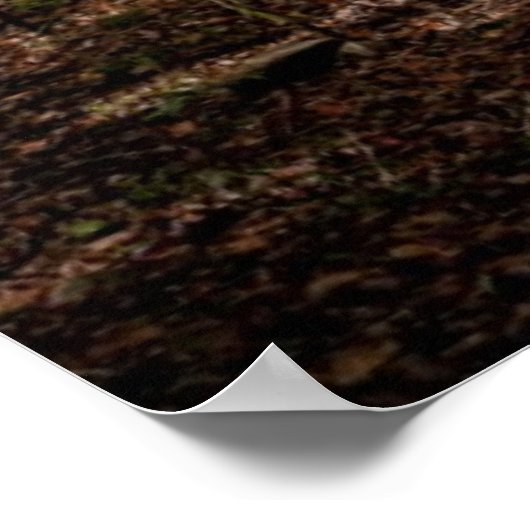 Woodland Trail Poster (Hoek)