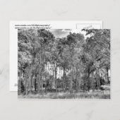 Woodland Walk Briefkaart (Voorkant / Achterkant)