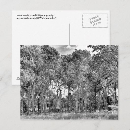 Woodland Walk Briefkaart (Voorkant / Achterkant)