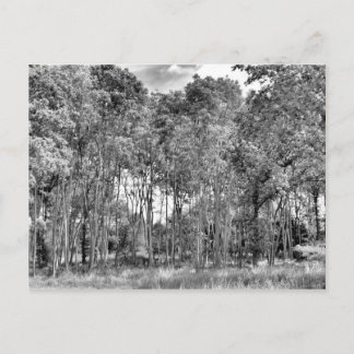 Woodland Walk Briefkaart