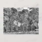 Woodland Walk Briefkaart (Voorkant)