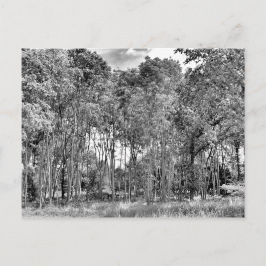 Woodland Walk Briefkaart (Voorkant)