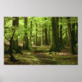 Woodland Walk Poster (Voorkant)
