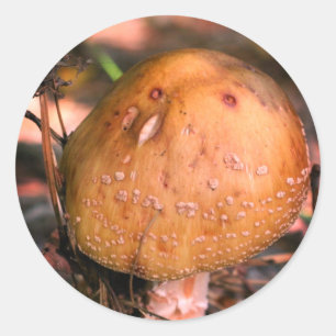 Woodland Wild Mushroom Natuur Ronde Sticker