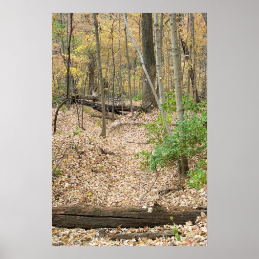 Woodland Window Poster (Voorkant)