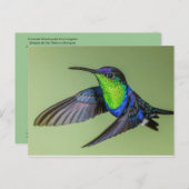 Woodnymph Hummingbird Briefkaart (Voorkant / Achterkant)