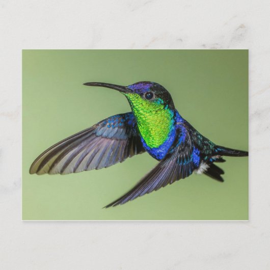 Woodnymph Hummingbird Briefkaart (Voorkant)