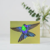 Woodnymph Hummingbird in Flight Pose Briefkaart (Staand voorkant)