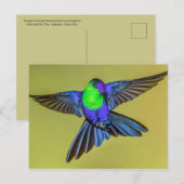 Woodnymph Hummingbird in Flight Pose Briefkaart (Voorkant / Achterkant)
