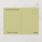 Woodnymph Hummingbird in Flight Pose Briefkaart (Achterkant)