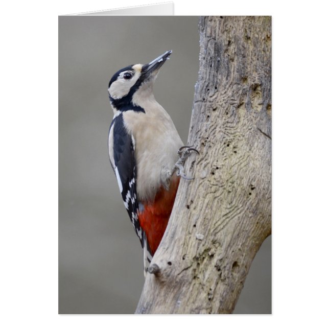 Woodpecker (Voorkant)