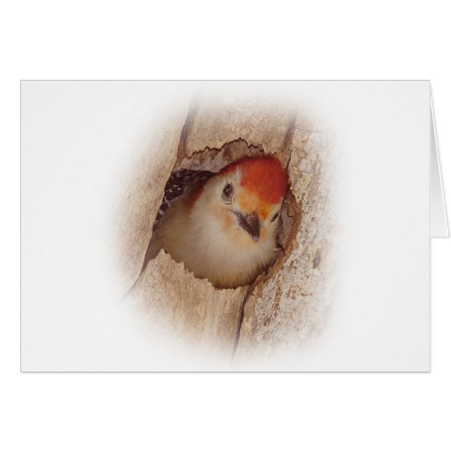 Woodpecker (Voorkant Horizontaal)