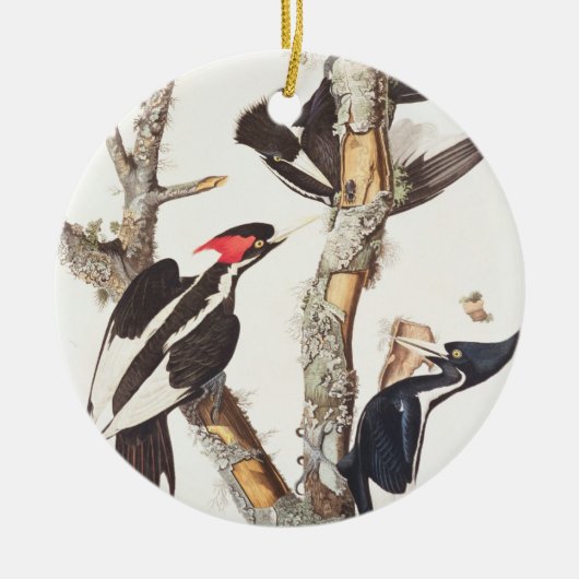 Woodpecker, 1829, ivoor-buikspiraal (druk) keramisch ornament (Voorkant)