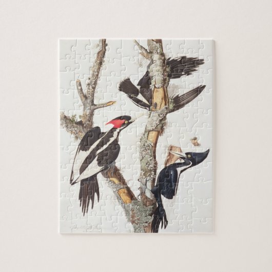 Woodpecker, 1829, ivoor-buikspiraal (druk) legpuzzel (Verticaal)
