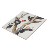 Woodpecker, 1829, ivoor-buikspiraal (druk) tegeltje (Zijkant)