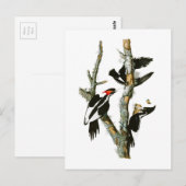 Woodpecker Audubon Birds of America Briefkaart (Voorkant / Achterkant)