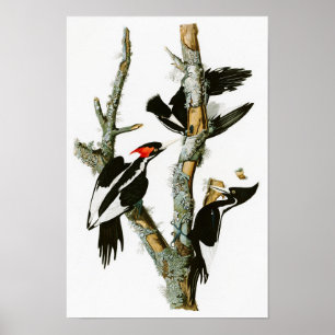 Woodpecker Audubon Birds of America Poster