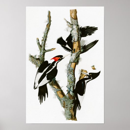 Woodpecker Audubon Birds of America Poster (Voorkant)