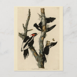 Woodpecker Audubon's Birds of America Briefkaart