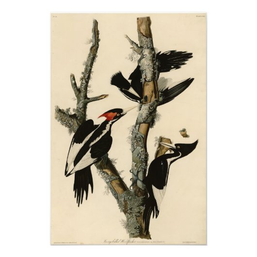 Woodpecker Audubon's Birds of America Foto Afdruk (Voorkant)
