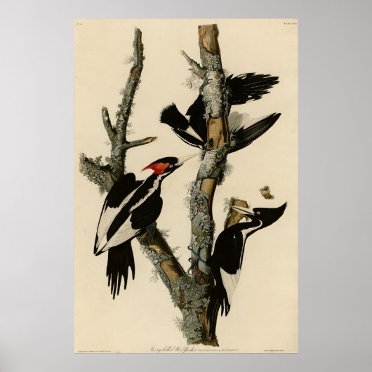 Woodpecker Audubon's Birds of America Poster (Voorkant)