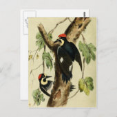  Woodpecker Bird Briefkaart (Voorkant / Achterkant)
