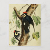  Woodpecker Bird Briefkaart (Voorkant)