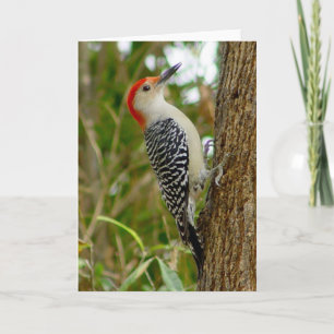 Woodpecker Bird Kaart