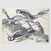  Woodpecker Bird Parchment Decoupage Natuur Tissuepapier (Voorkant)